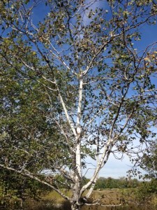 white bark tree